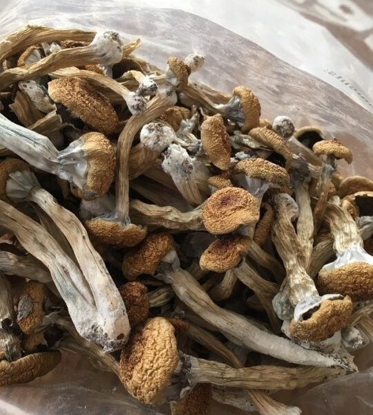 Buy Louisiana Magic Mushrooms